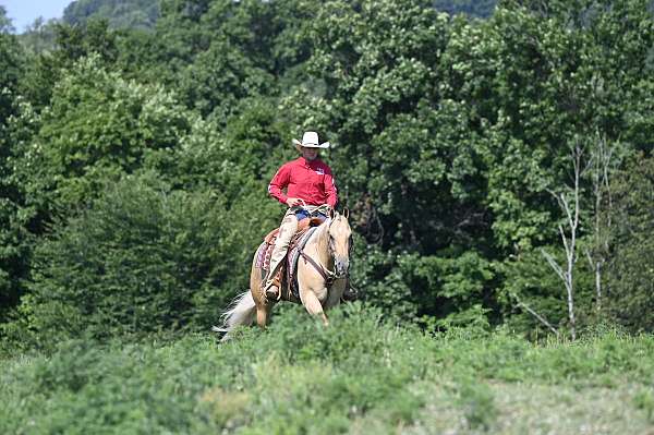 lesson-quarter-horse