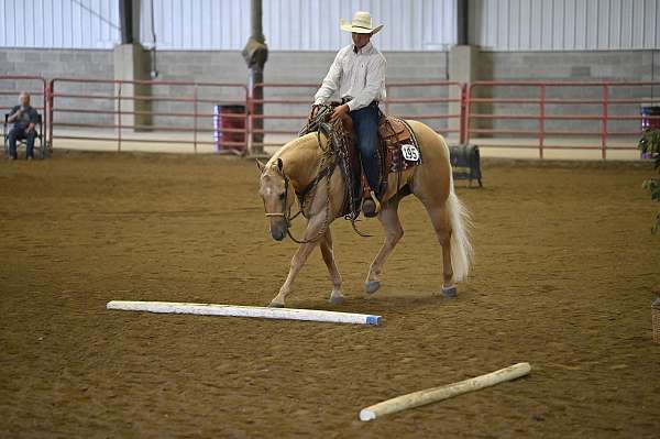 parade-quarter-horse