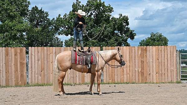 performance-quarter-horse