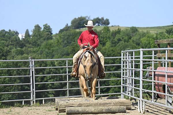 team-roping-quarter-horse