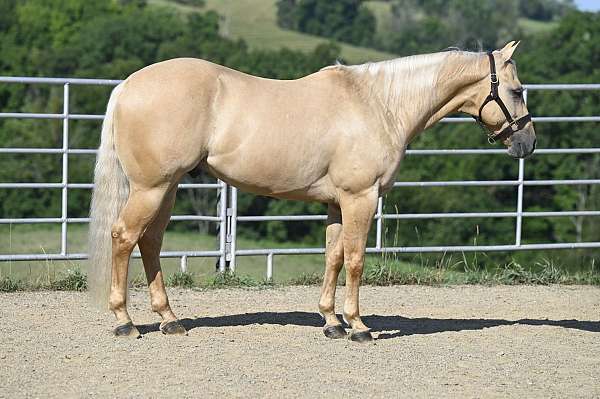 trail-riding-quarter-horse