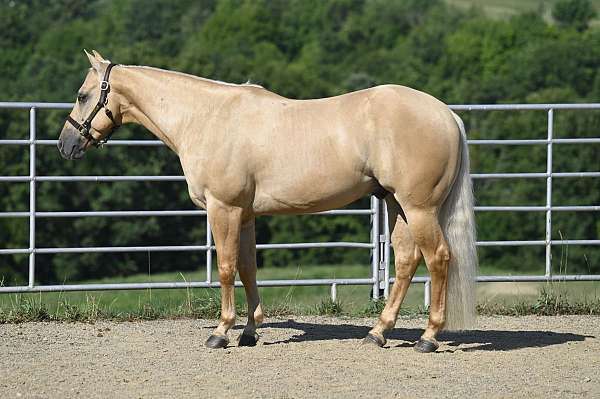 trail-class-competition-quarter-horse