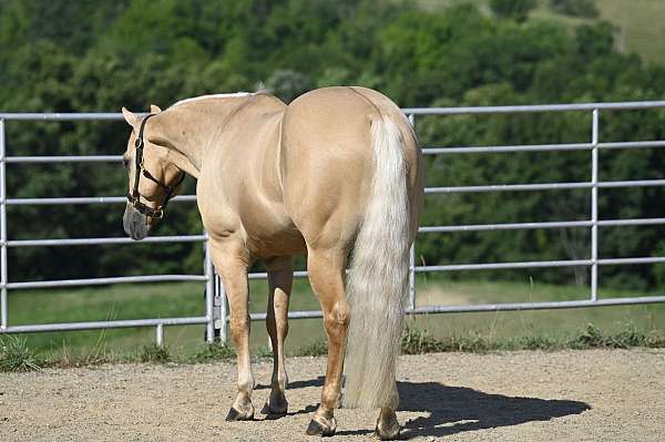 western-dressage-quarter-horse