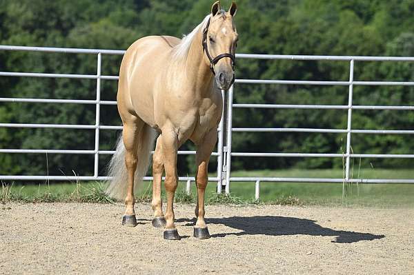 working-equitation-quarter-horse