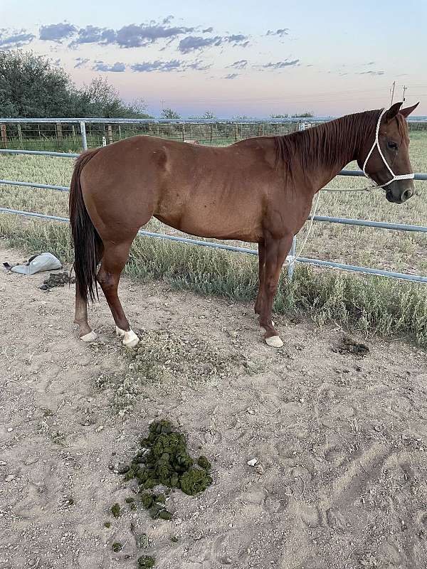 sorrel-quarter-horse-mare