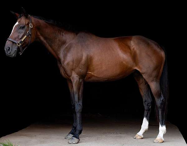 thoroughbred-mare