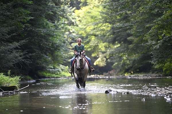 husband-safe-quarter-horse