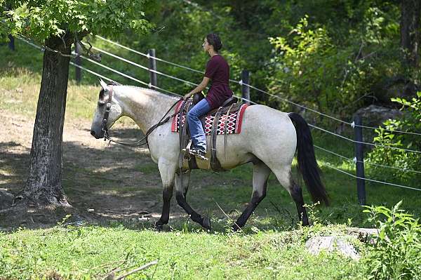 lesson-quarter-horse