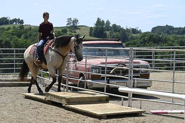 working-cattle-quarter-horse