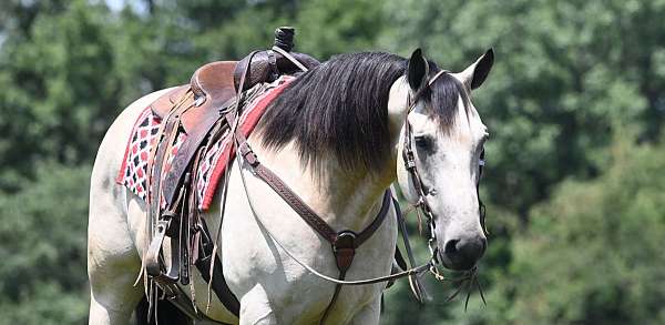 youth-quarter-horse