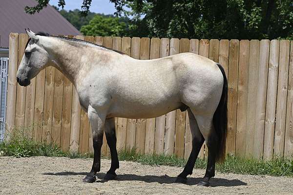 buckskin-quarter-horse-gelding