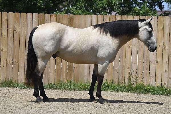 buckskin-beginner-horse