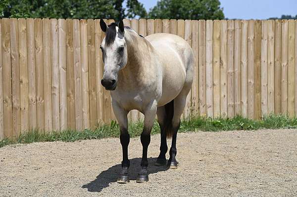 buckskin-husband-safe-horse