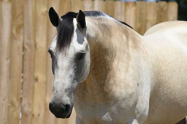 buckskin-lesson-horse