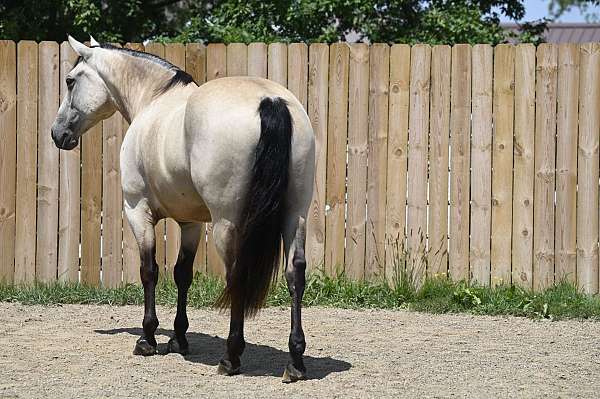 buckskin-kid-safe-horse