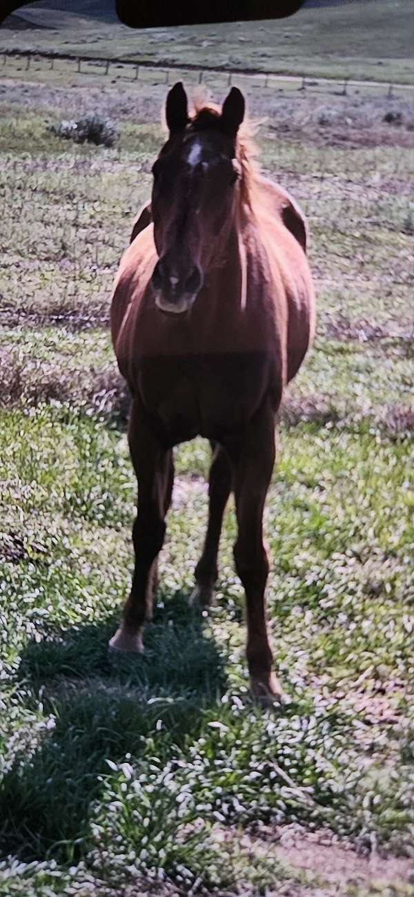 quarter-horse-gelding