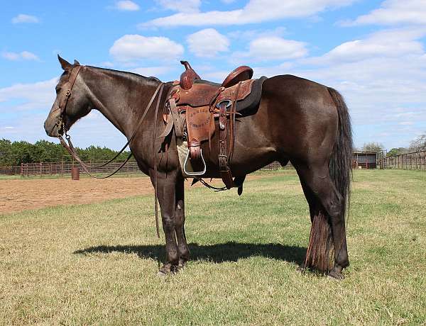 all-around-quarter-pony