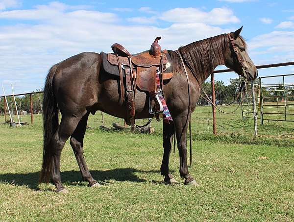 beginner-quarter-pony