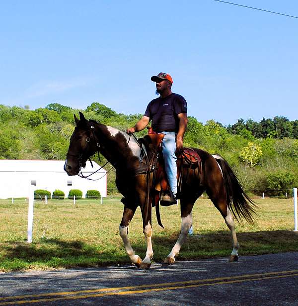 field-trial-horse-spotted-saddle