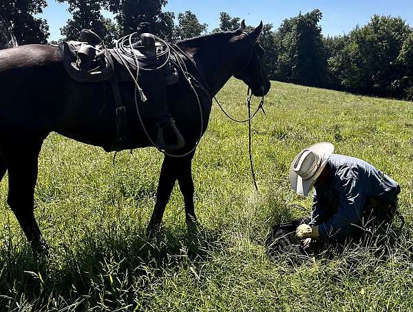 ranch-quarter-horse