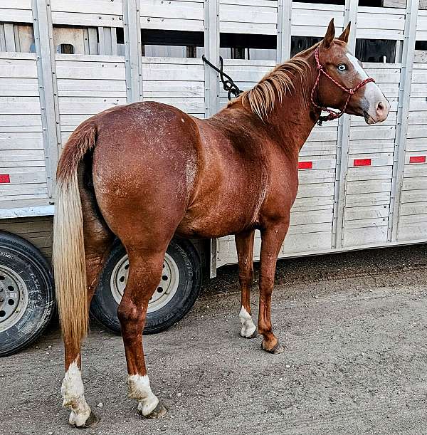 beginner-appaloosa-poa-horse