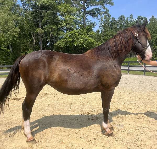 draft-ridden-english-draft-horse