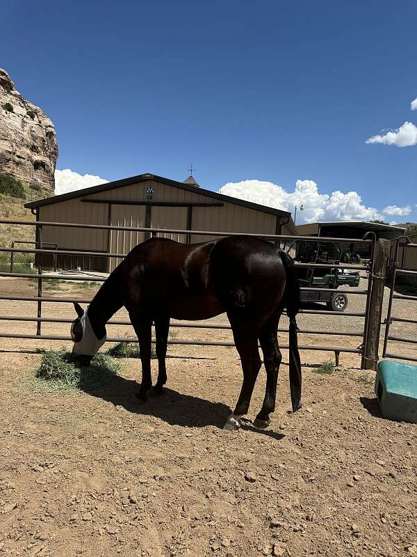 quarter-horse-for-sale