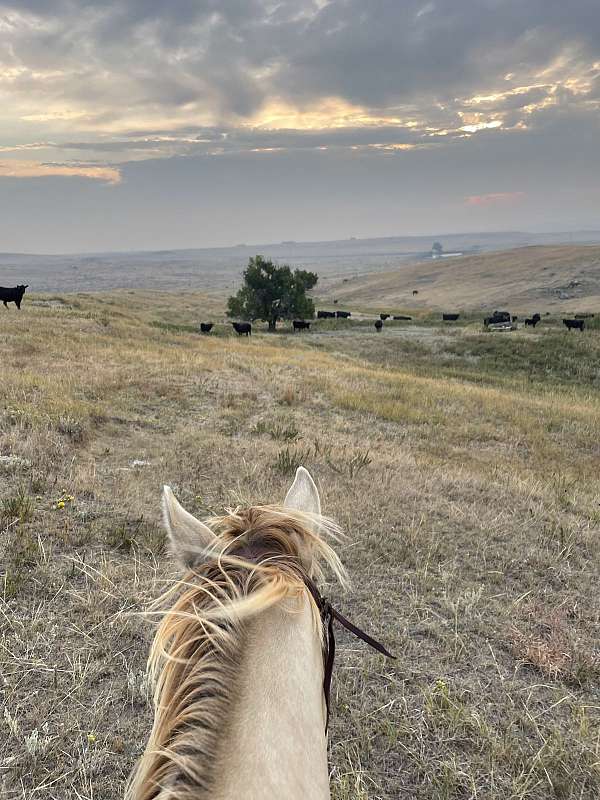 all-around-ranch-gelding