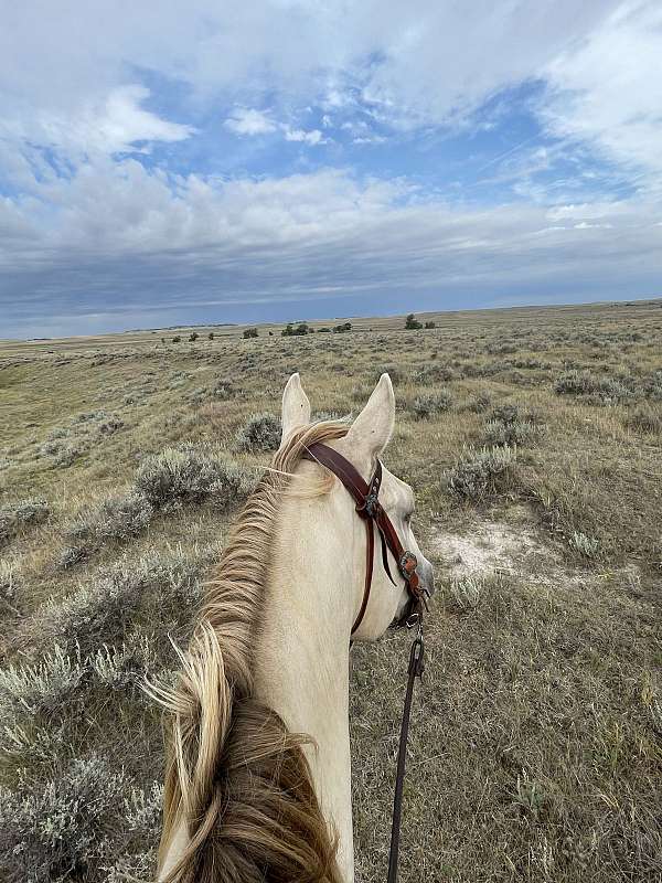 all-around-ranch-horse