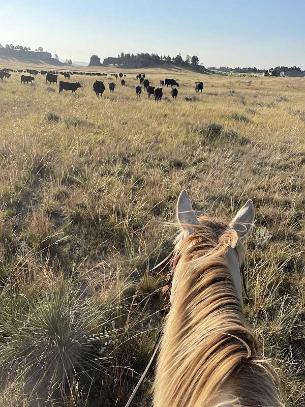 aqha-horse