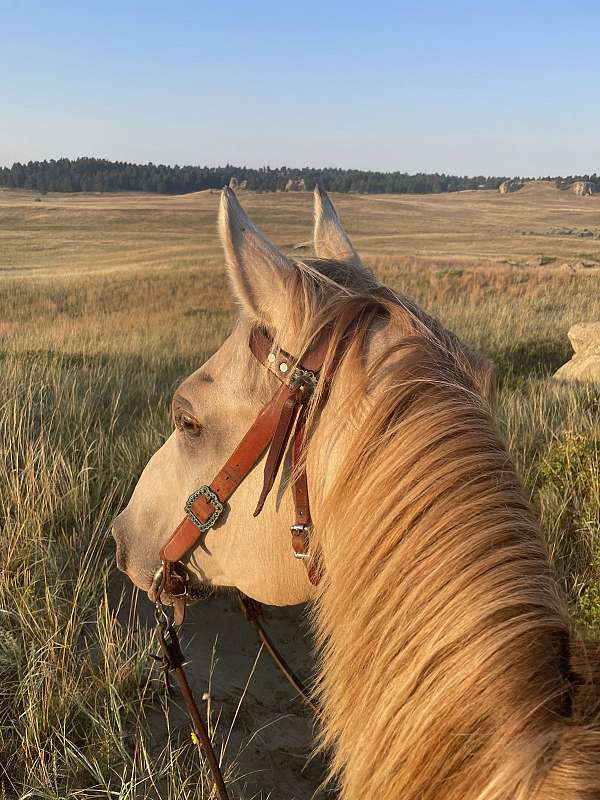 years-left-gelding