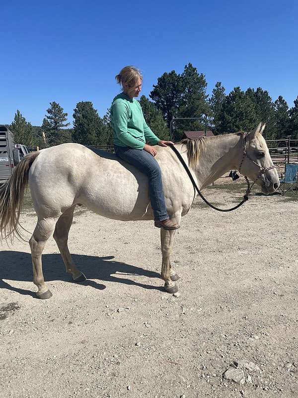 all-around-ranch-quarter-horse