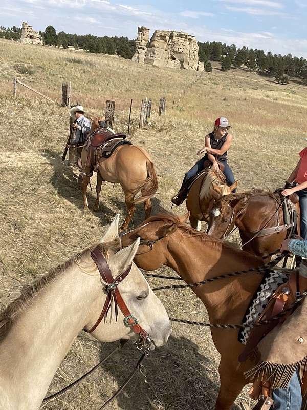 aqha-quarter-horse