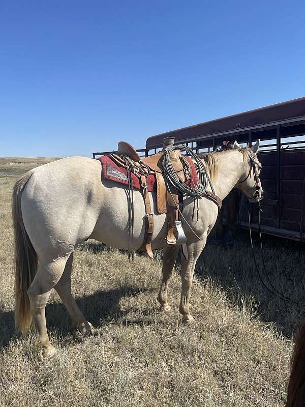 aqha-gelding-quarter-horse