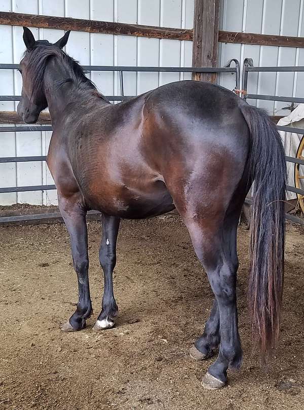 be-scratched-percheron-horse