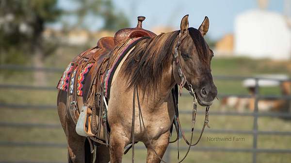 jumper-quarter-pony