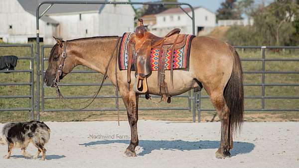 husband-safe-quarter-pony