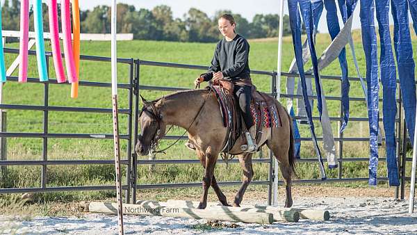 jumping-quarter-pony