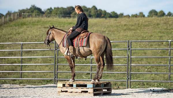 ridden-western-quarter-pony