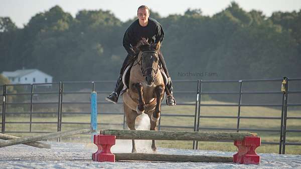 trail-class-competition-quarter-pony