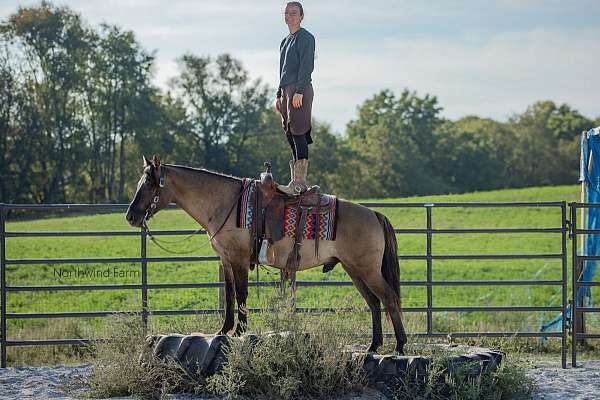 trail-riding-quarter-pony