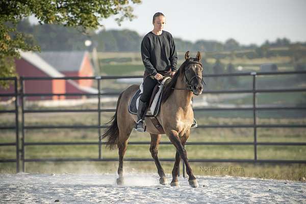 western-riding-quarter-pony