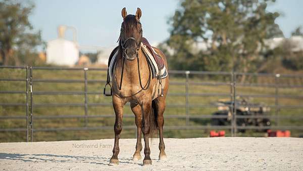 grulla-all-around-horse