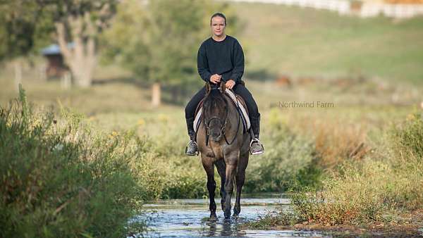 grulla-husband-safe-horse