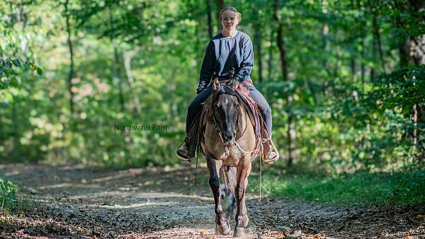 grulla-quarter-pony-gelding