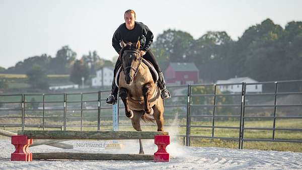 grulla-jumper-horse