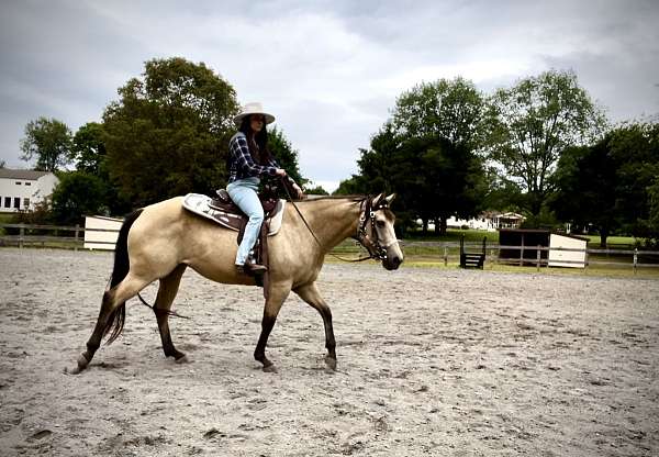 14-hand-quarter-horse-mare