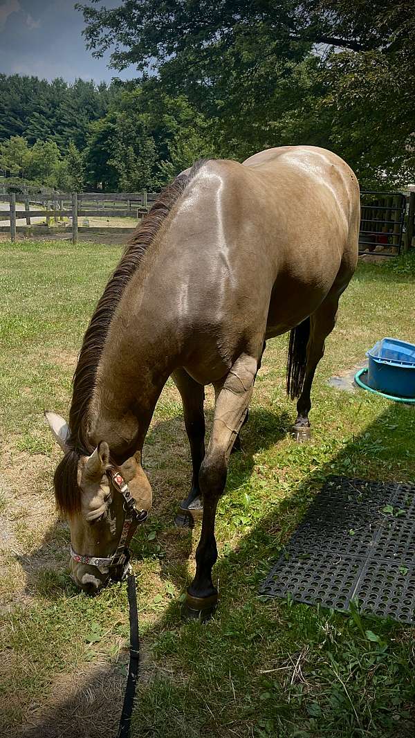 buckskin-mare-for-sale