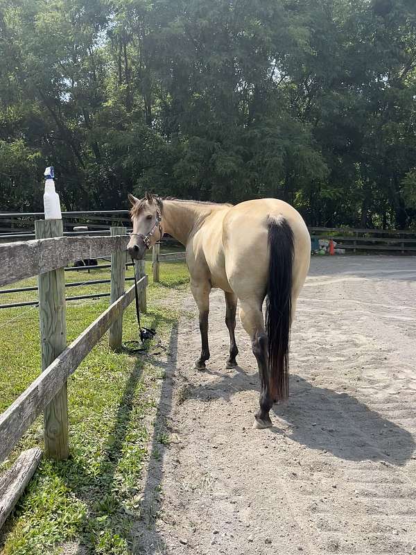 buckskin-quarter-horse-for-sale