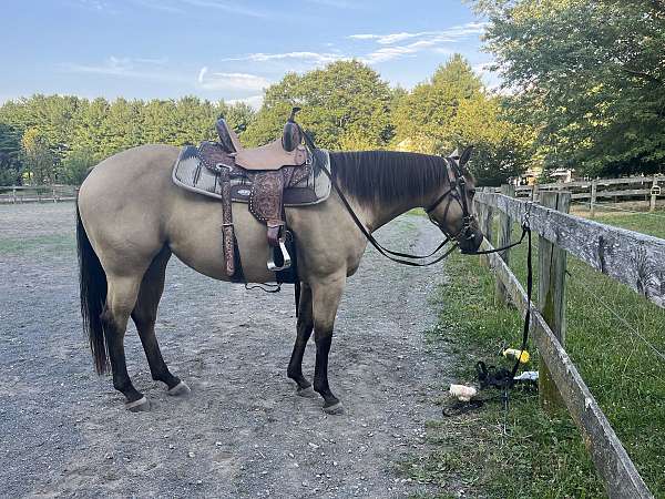 buckskin-quarter-horse-mare